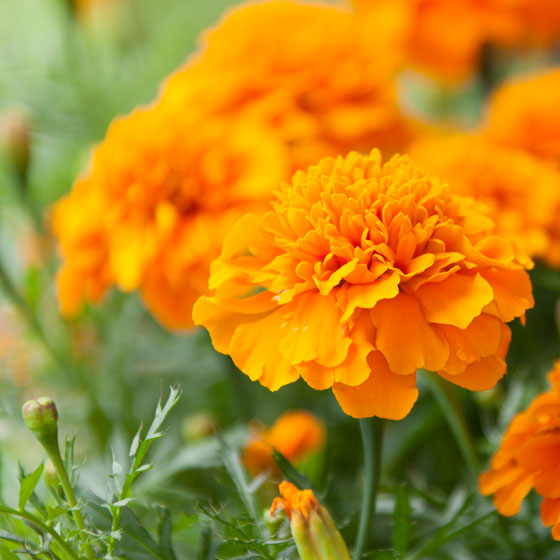 Oranje Afrikaantje, Tagetes.